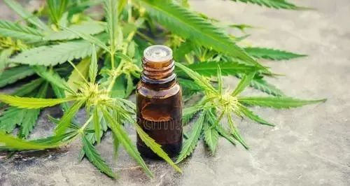 工业大麻产业前景如何,工业大麻行业发展