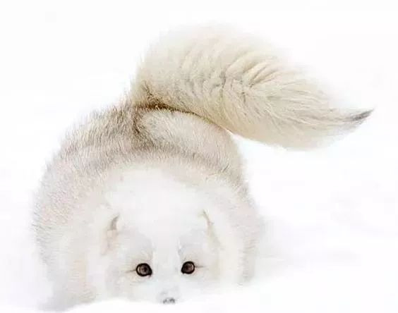 今天聊聊ARCFOX北极狐