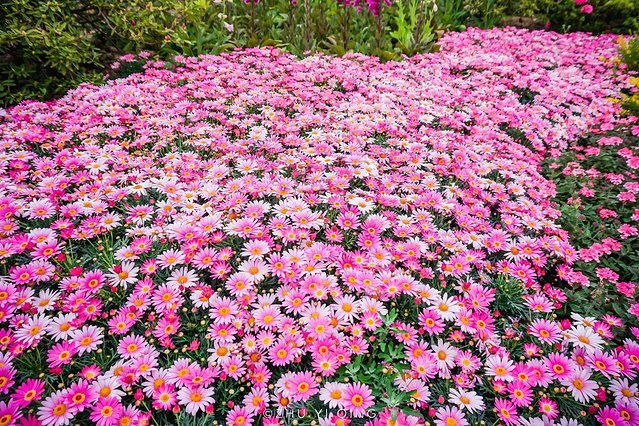 无锡赏花一日游,无锡春日樱花旅游攻略