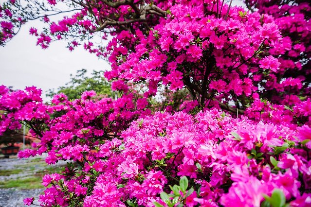 无锡赏花一日游,无锡春日樱花旅游攻略