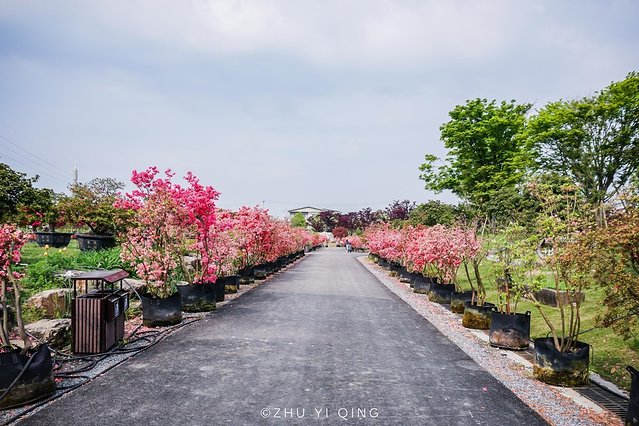 无锡赏花一日游,无锡春日樱花旅游攻略