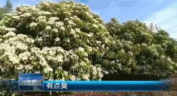 这种“yin树”气味不可描述，常州街头处处都是！还种不种？官方回应来了……