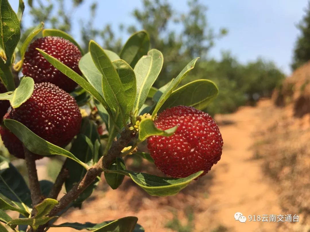 石屏杨梅樱桃采摘方法,石屏杨梅上市了欢迎大家来品尝