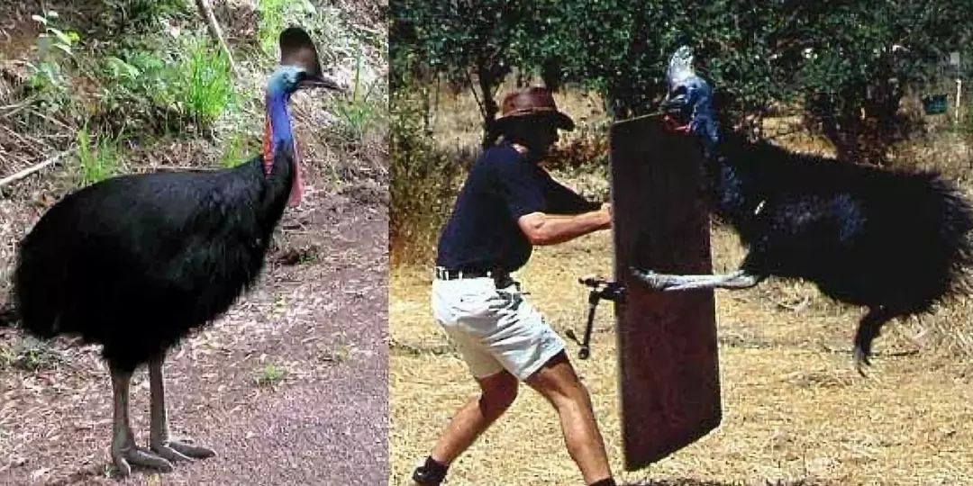 奇怪的冷知识动物,鸟类冷知识