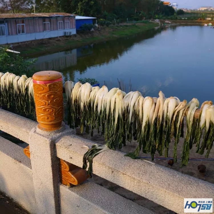 行摄肇庆·美丽砚洲岛——最接地气的生活记录，真实的力量打动人心