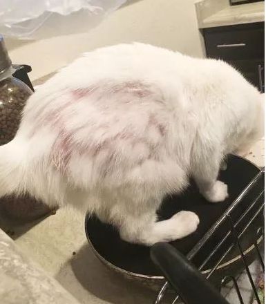 小猫皮肤溃烂被遗弃，新主人不顾病危通知，坚持治疗换来新生！