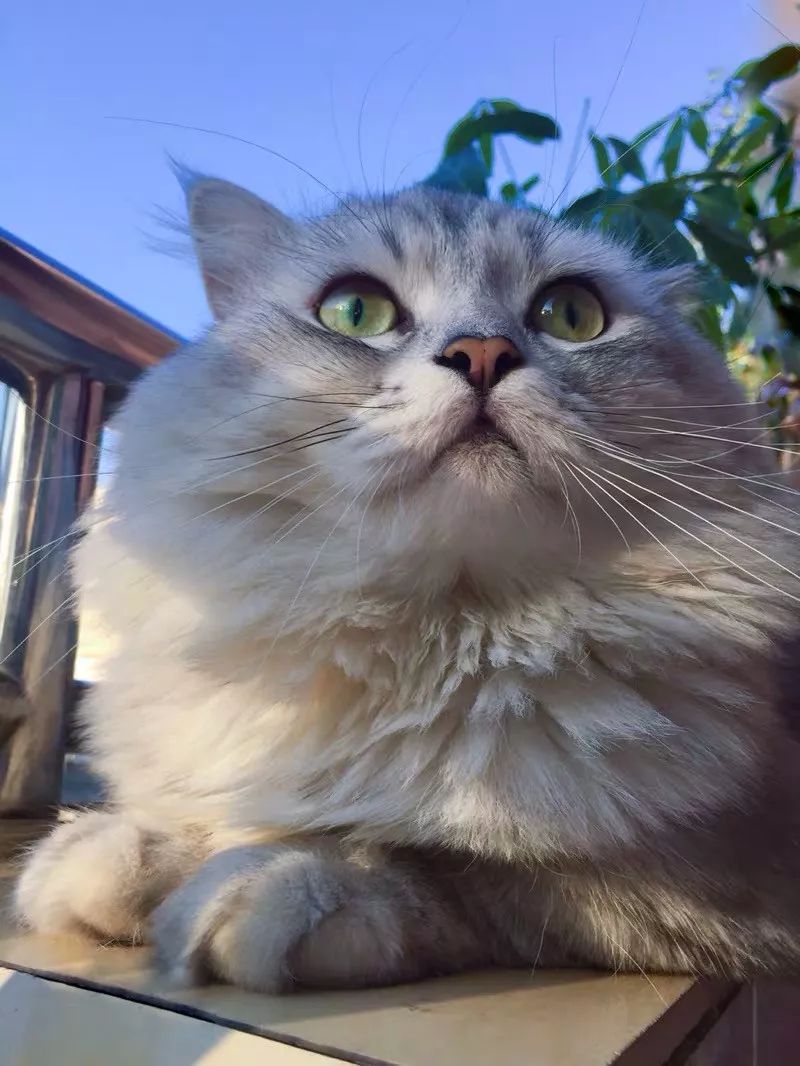 小猫皮肤溃烂被遗弃，新主人不顾病危通知，坚持治疗换来新生！