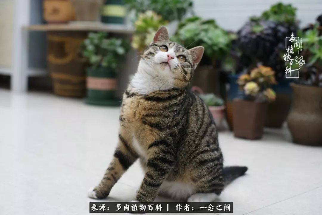 天敌Or天使：多肉与萌宠共处一室，究竟是谁的幸与不幸?