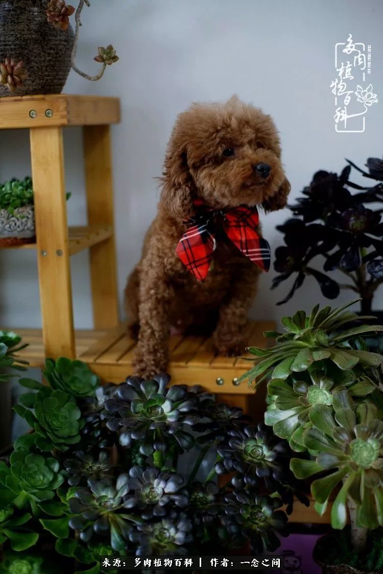 天敌Or天使：多肉与萌宠共处一室，究竟是谁的幸与不幸?