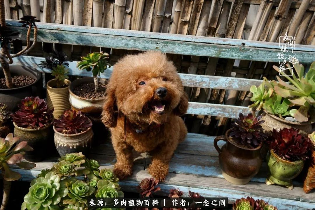 天敌Or天使：多肉与萌宠共处一室，究竟是谁的幸与不幸?