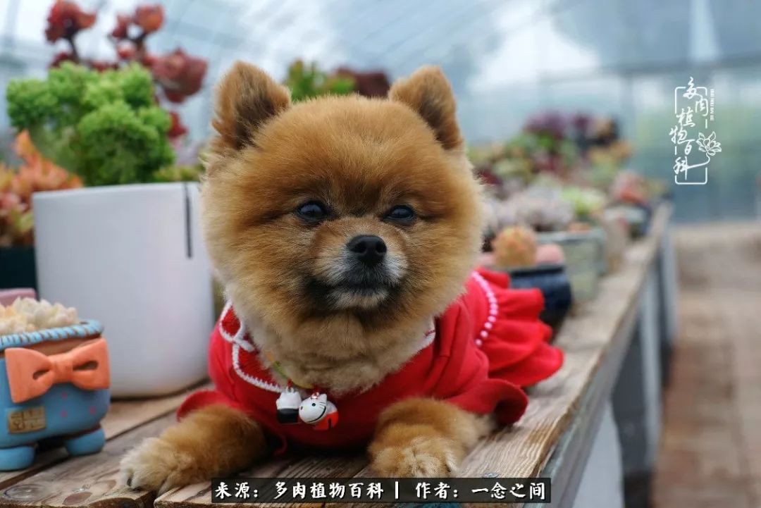 天敌Or天使：多肉与萌宠共处一室，究竟是谁的幸与不幸?