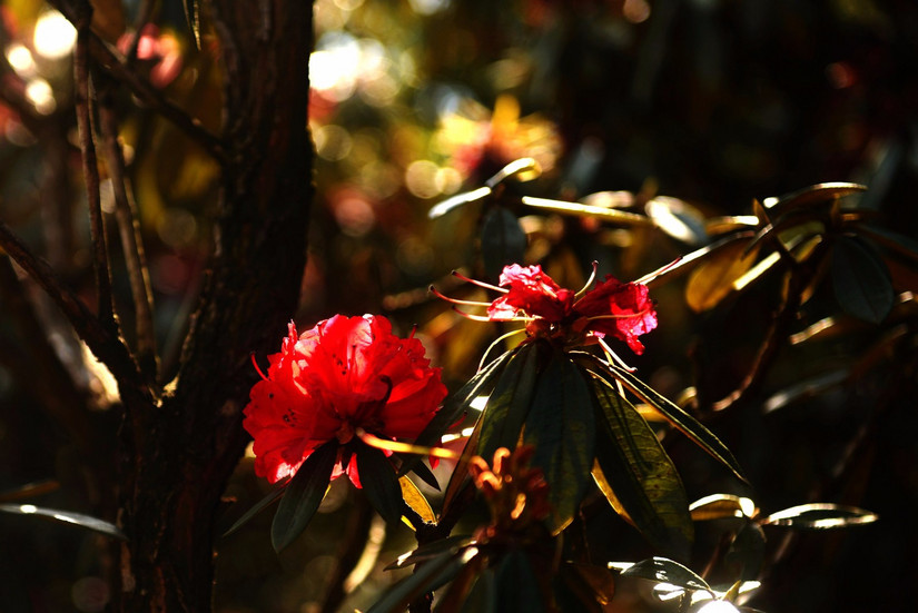 牛棚梁子全部视频,牛棚梁子