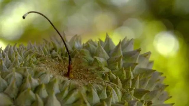 凌晨私奔、一夫六妻，水果圈的戏码你根本想不到