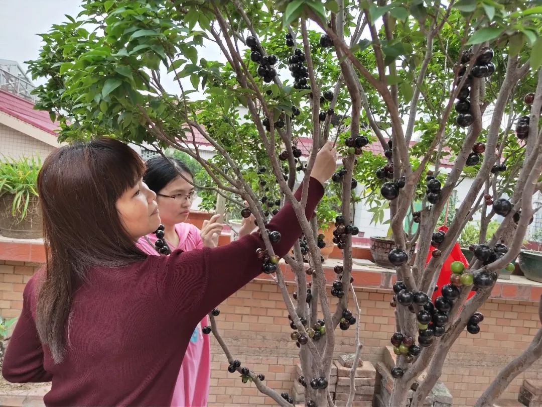 天台果园种植视频,天台农民的果园