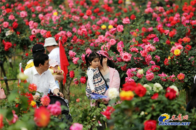 南京玫瑰园开园时间,满园春色关不住郁金香