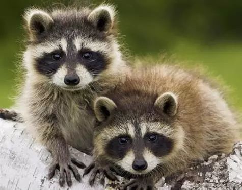 一封来自春天的邀请函,一封来自千里山海的寻味邀请函