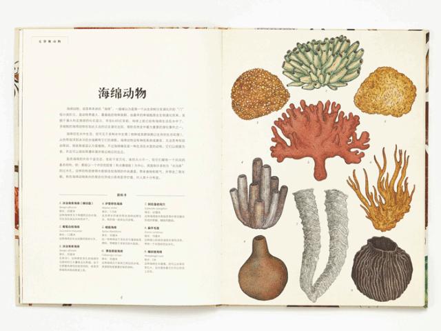 堪称一绝的野生动物画,世界动物画谱