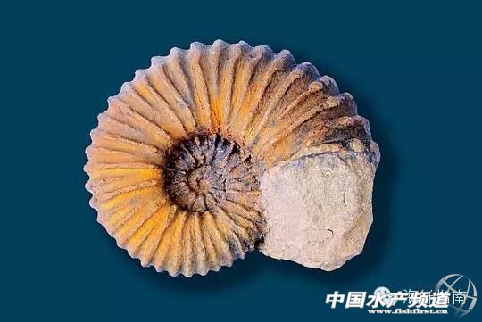 如何区分章鱼墨鱼鱿鱼,怎么区分章鱼乌贼墨鱼鱿鱼