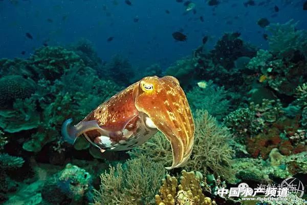 章鱼鱿鱼墨鱼乌贼区别,如何区分章鱼墨鱼鱿鱼