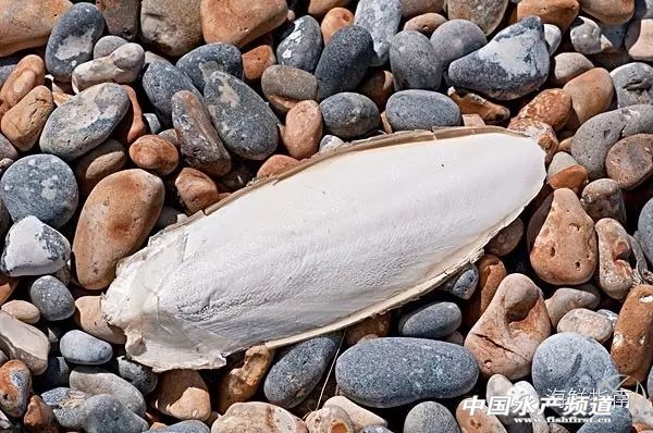 章鱼鱿鱼墨鱼乌贼区别,如何区分章鱼墨鱼鱿鱼