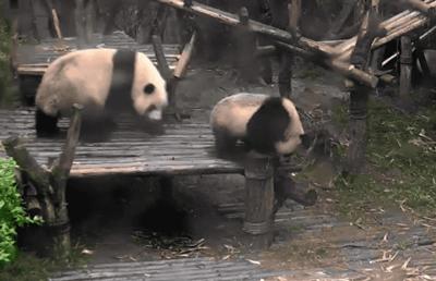 【荐读】熊猫：萌啥子哟，我是要雄起！