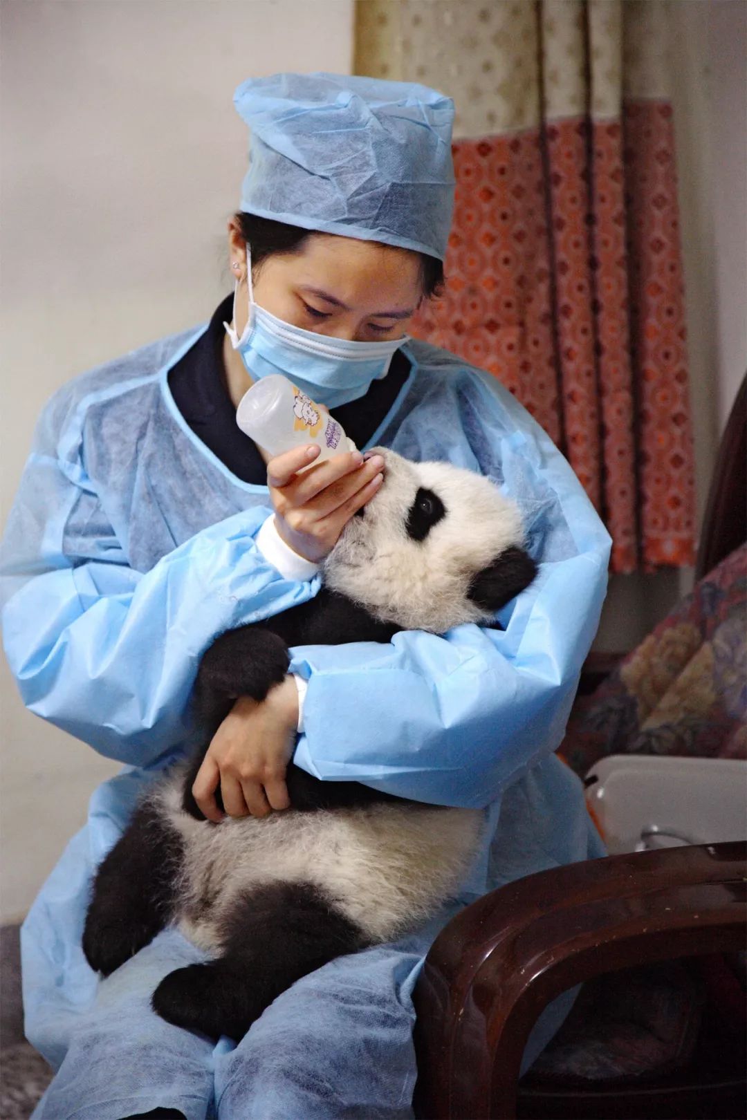 熊猫萌啦,熊猫萌