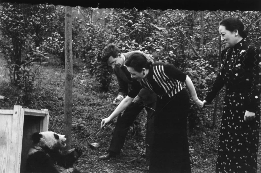 熊猫萌啦,熊猫萌