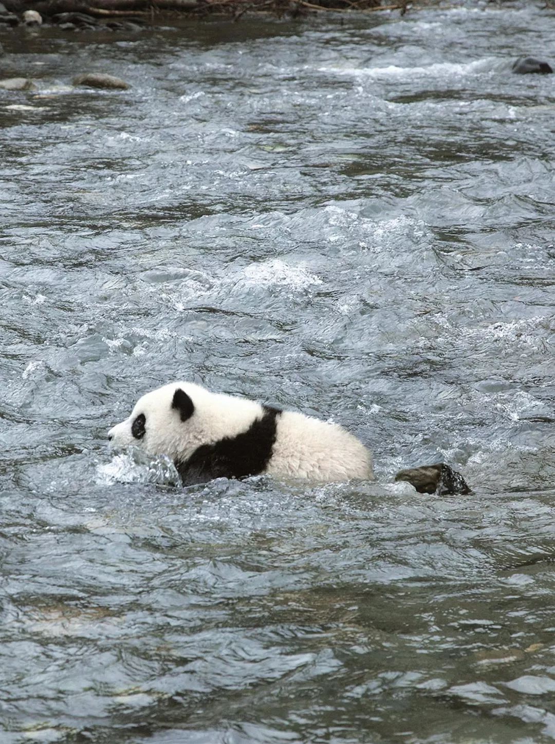 熊猫萌啦,熊猫萌