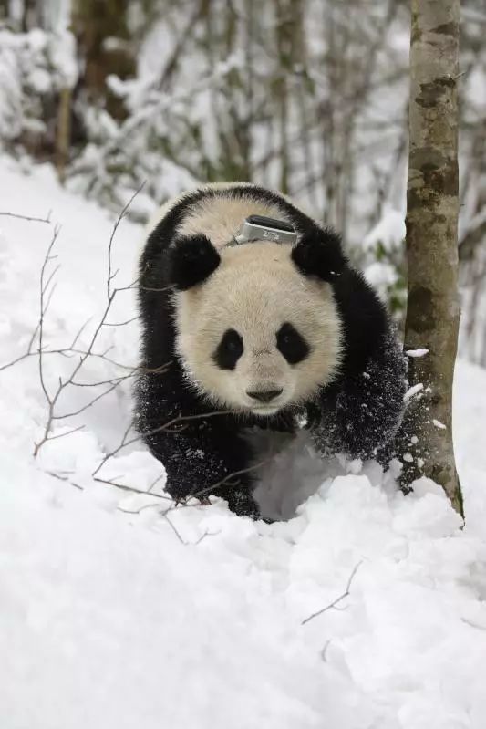 熊猫萌,熊猫萌啦