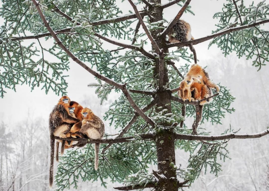 熊猫萌,熊猫萌啦