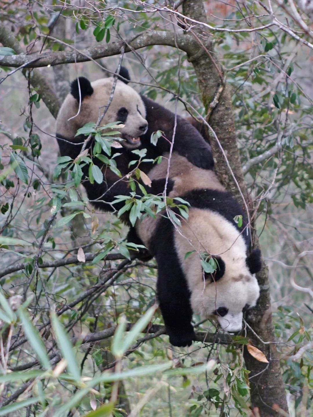 【荐读】熊猫：萌啥子哟，我是要雄起！