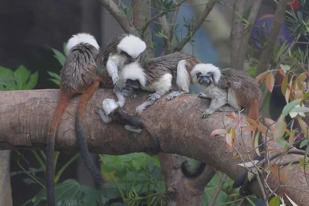 去处｜你真的知道怎么玩转上海野生动物园吗？最全指南在这里！