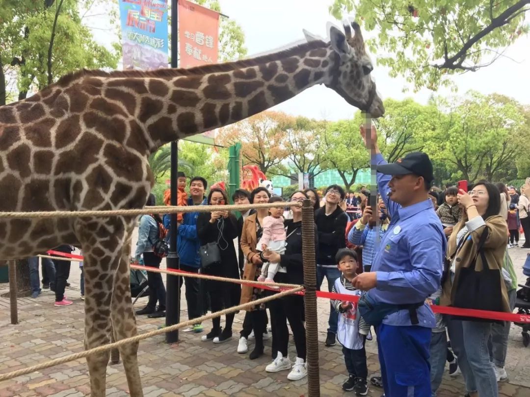 去处｜你真的知道怎么玩转上海野生动物园吗？最全指南在这里！