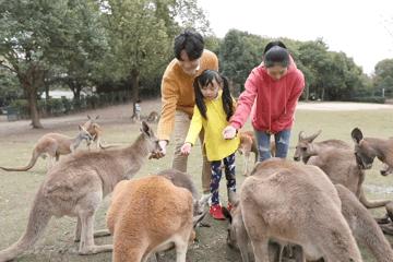 上海野生动物园游览攻略,上海野生动物园的旅游路线示意图