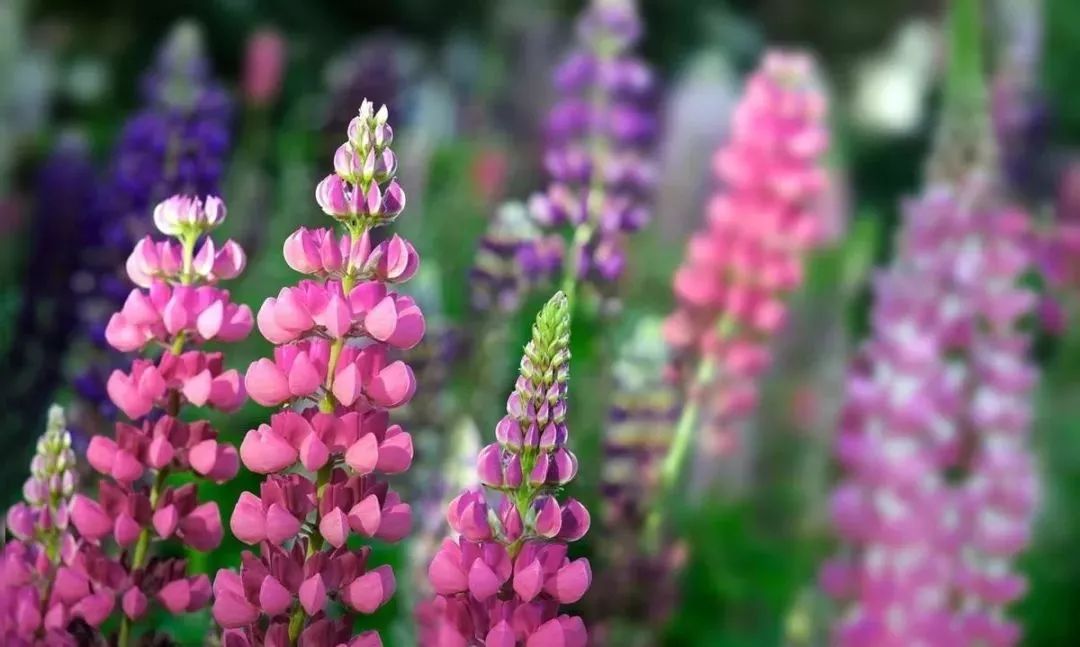 周末游玩攻略石家庄天气,石家庄两日游三月天气如何