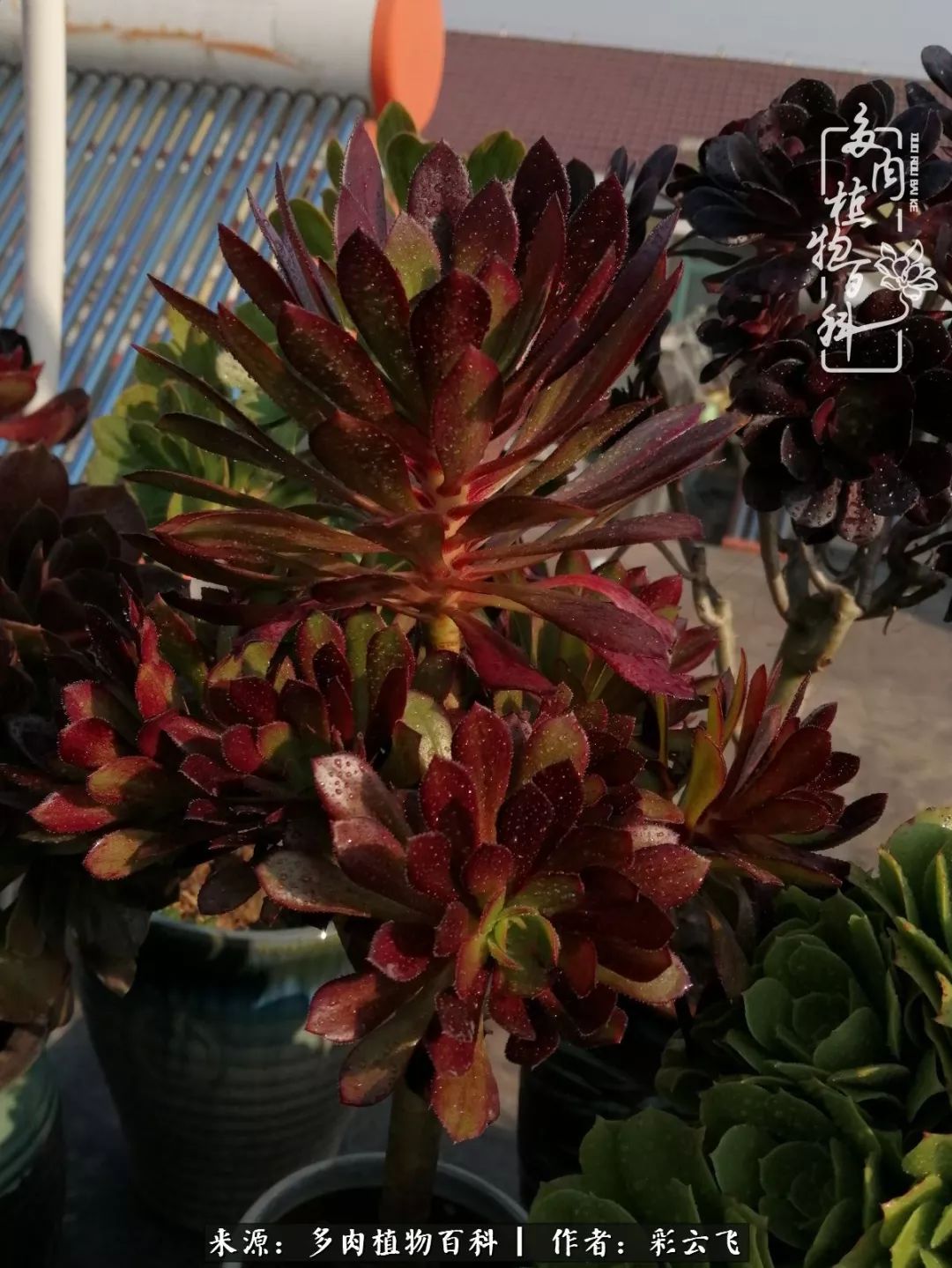 爱春天,爱阳光,爱法师!让我们一起跳法师坑吧!