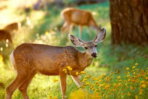 房车美国旅行游记,旅美房车自驾游视频