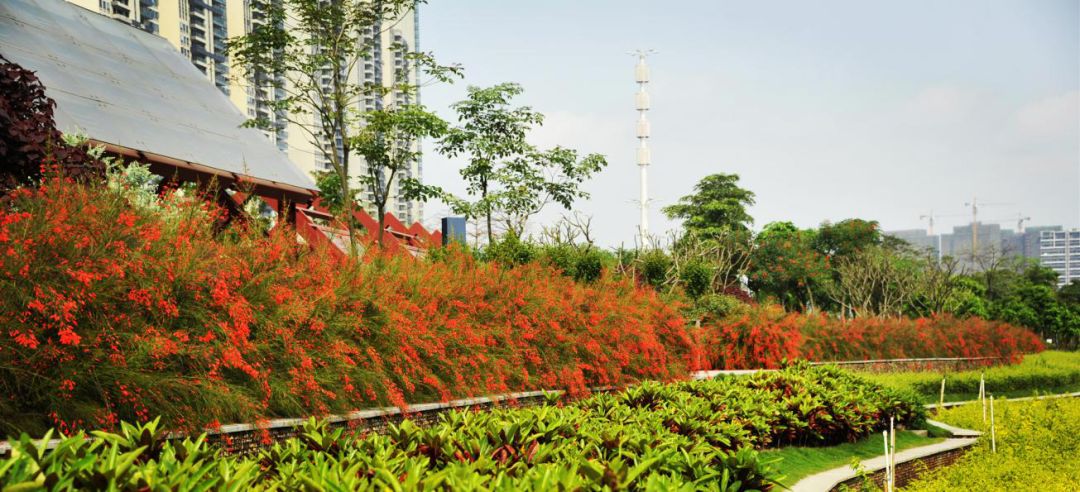 佛山亲子游好去处免门票花海,佛山儿童公园游玩攻略