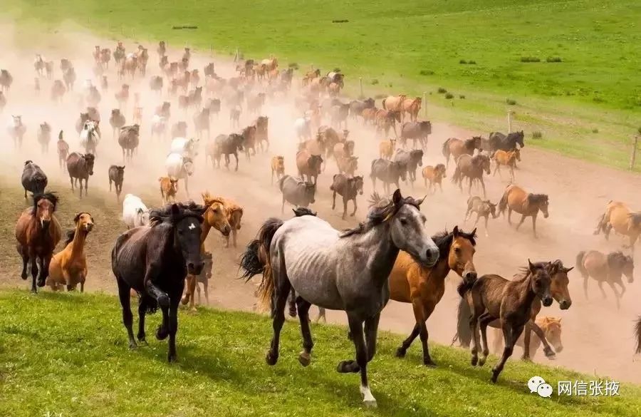 世界第一马场,世界上第一大的马场在哪里呢