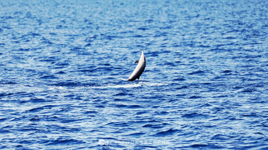 人间仙境马尔代夫旅游攻略,马尔代夫香格里拉岛