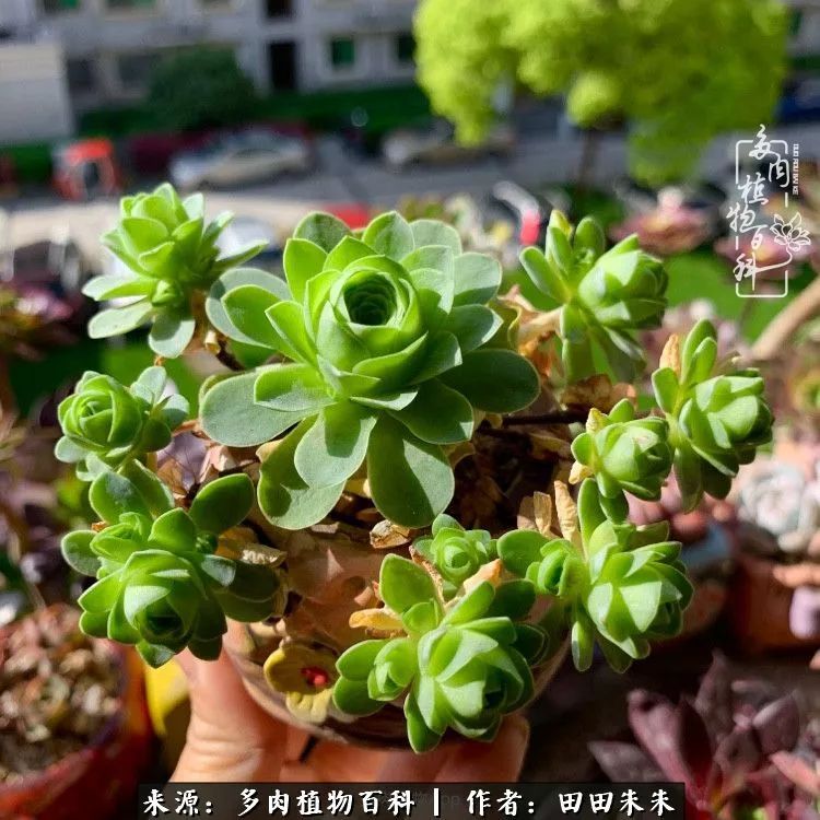 山地玫瑰爆侧芽要怎样养护,适合新手养的山地玫瑰