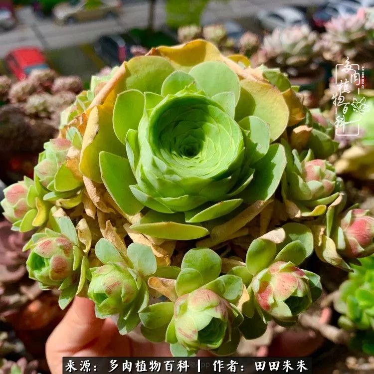 玫小青,7月份了山地玫瑰该怎么养