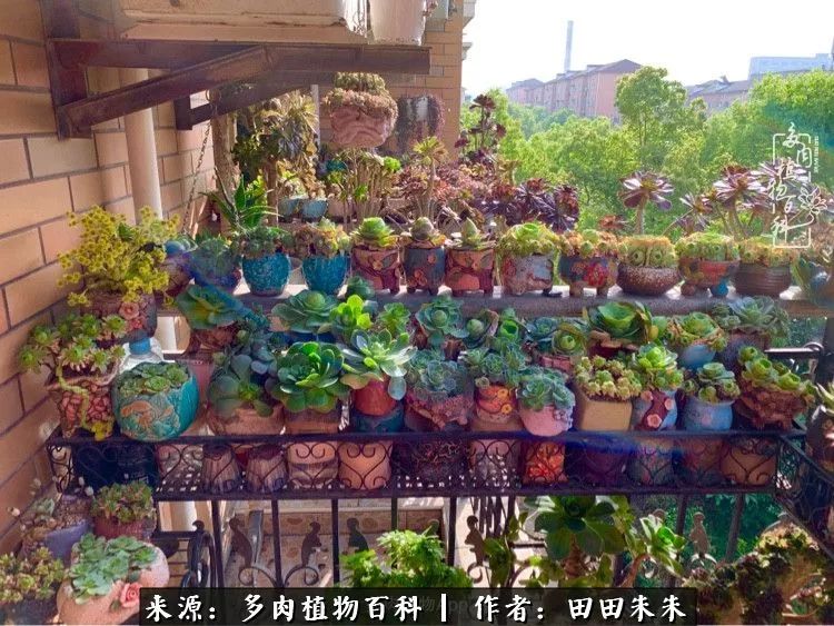 玫小青,7月份了山地玫瑰该怎么养