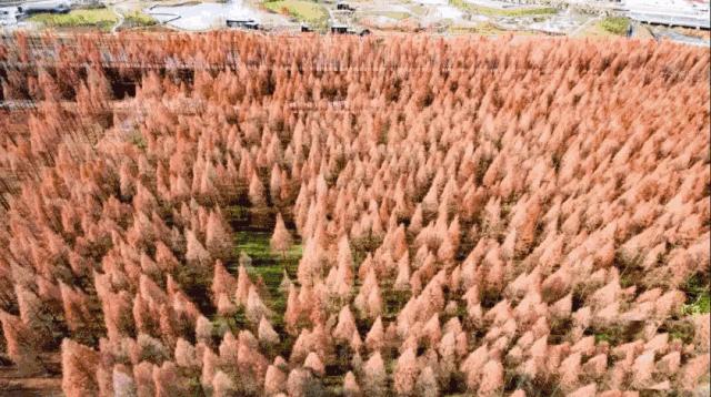 轨交机场联络线、越江隧道、中运量公交……魔都下半年又要开挂了！