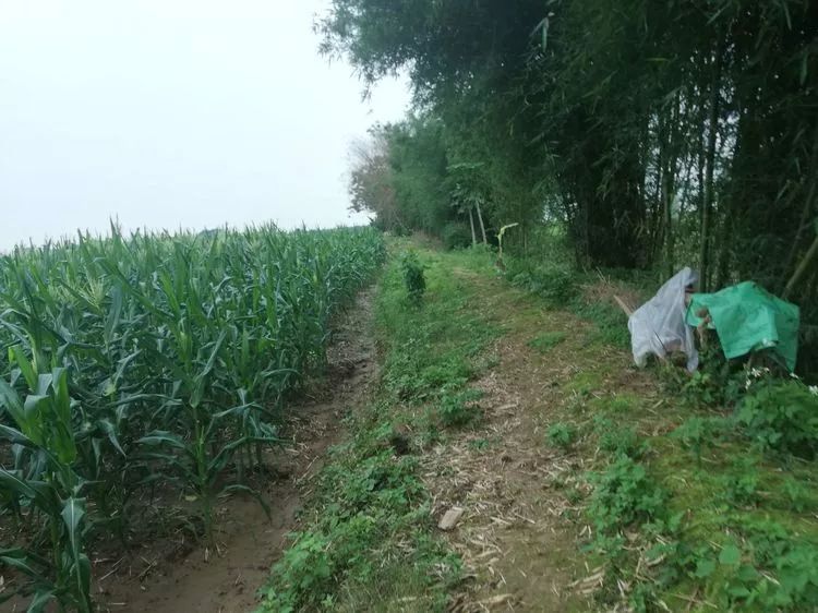 肇庆砚洲岛游记,肇庆自驾一日游砚洲岛