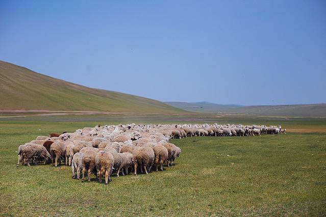 十月呼伦贝尔草原旅游攻略,自由行呼伦贝尔草原攻略