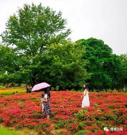 增城最火爆网红景点,增城客流量