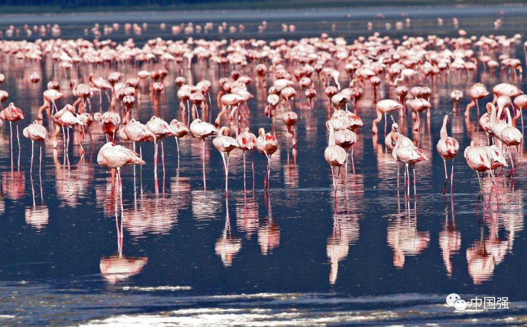 伴随着狂野奢华，用不一样的视角打开动物天堂