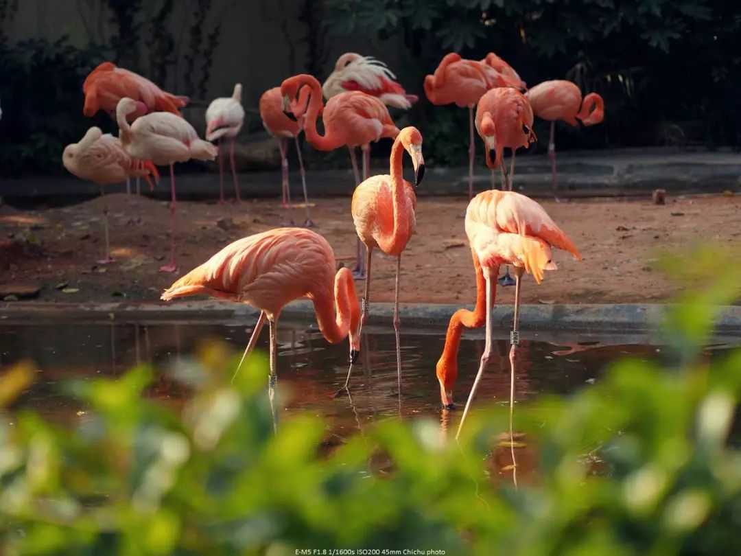 伴随着狂野奢华，用不一样的视角打开动物天堂