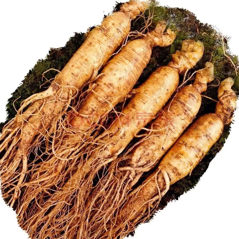 中国人参和西洋参的区别,人参和西洋参的鉴别与区别